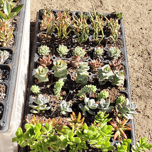 Bandeja 50 suculentas (enraizadas)
