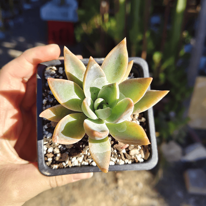 Graptoveria Water Lilly 1