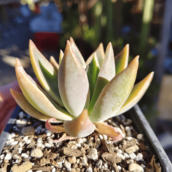 Graptoveria Water Lilly 2