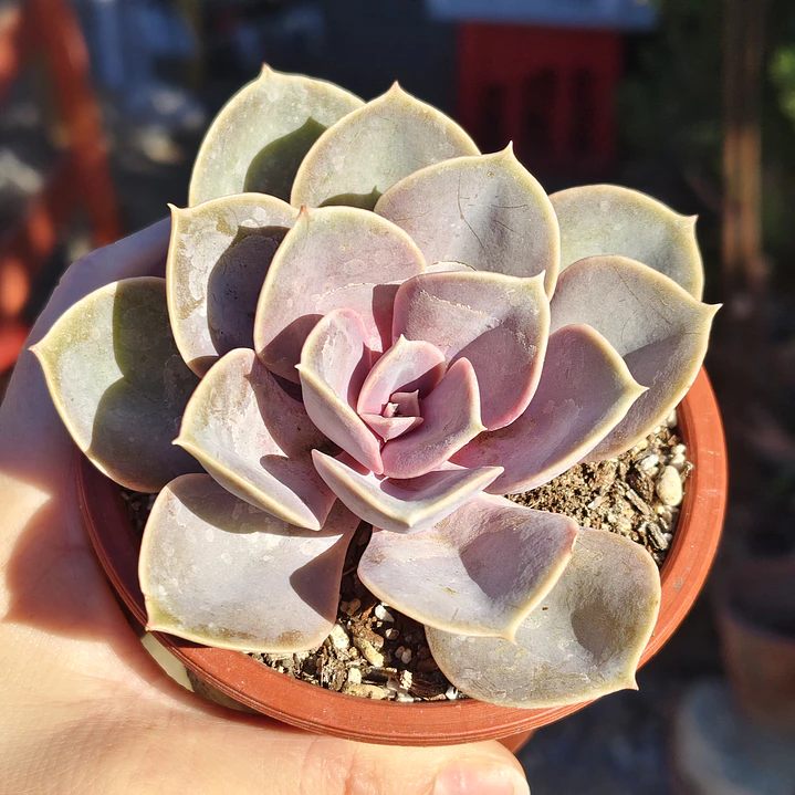 Echeveria Perle Von Nurnberg 4