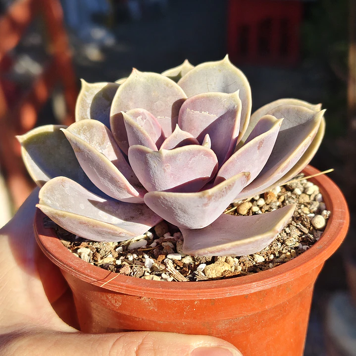 Echeveria Perle Von Nurnberg 5