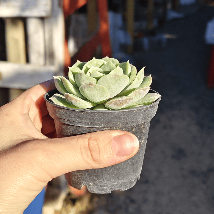 Echeveria Onslow 1