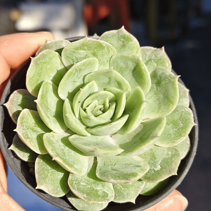 Echeveria Onslow 2