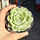 Echeveria Onslow - Miniatura 3