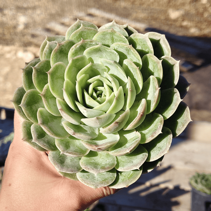 Echeveria Onslow 5