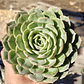 Echeveria Onslow - Miniatura 6