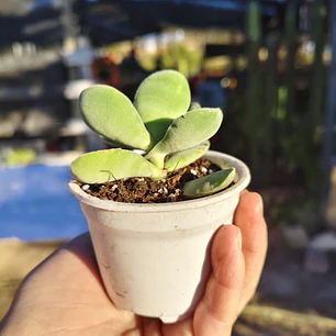 Crassula Cotyledonis