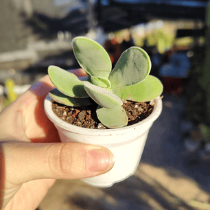 Crassula Cotyledonis