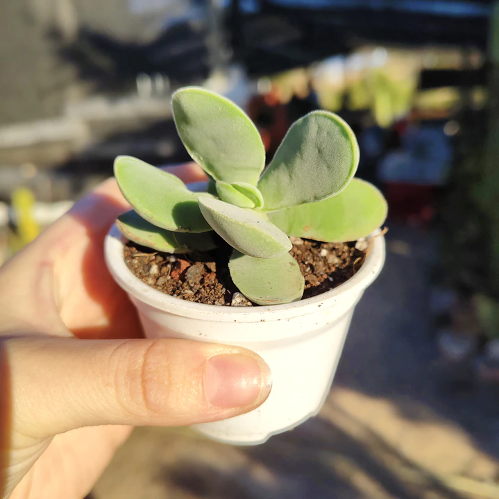 Crassula Cotyledonis 1