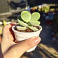 Crassula Cotyledonis - Miniatura 3