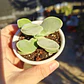 Crassula Cotyledonis - Miniatura 4