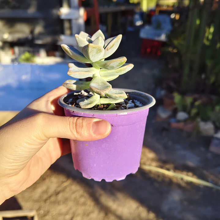 Graptoveria Victor Kane 2