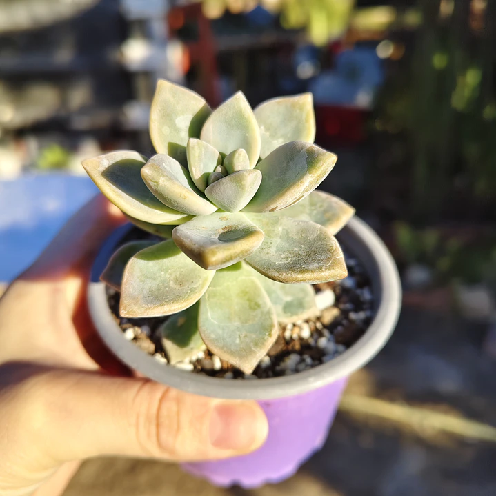 Graptoveria Victor Kane 1
