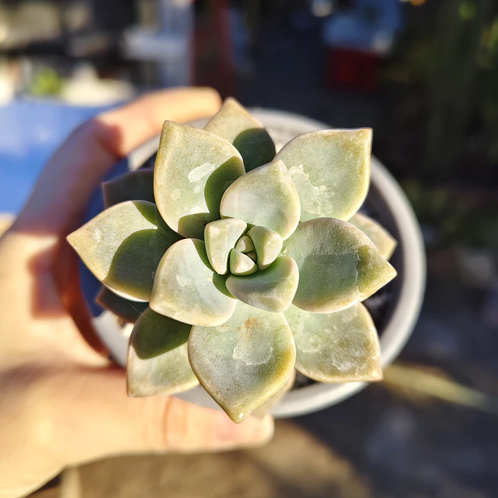 Graptoveria Victor Kane 3