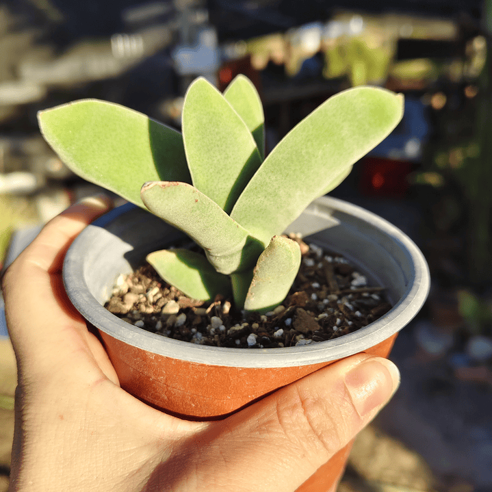 Crassula Falcata 4