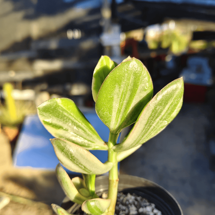 Crassula Ovata Obliqua Variegada 2