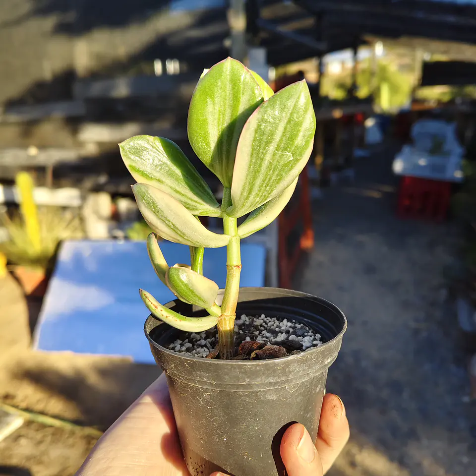 Crassula Ovata Obliqua Variegada 1