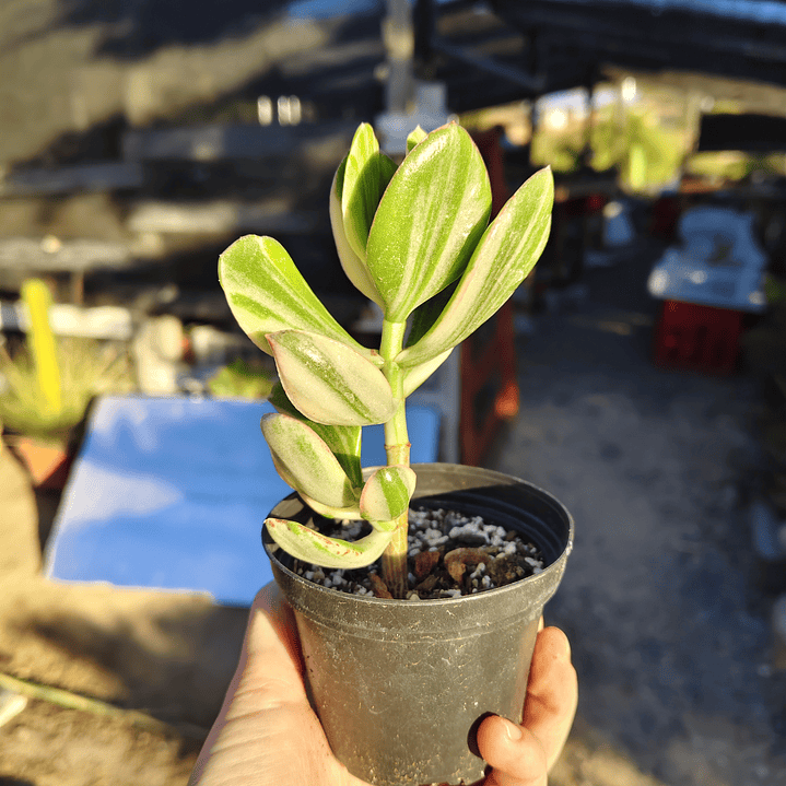 Crassula Ovata Obliqua Variegada 3
