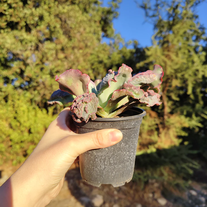 Echeveria Linguas 2