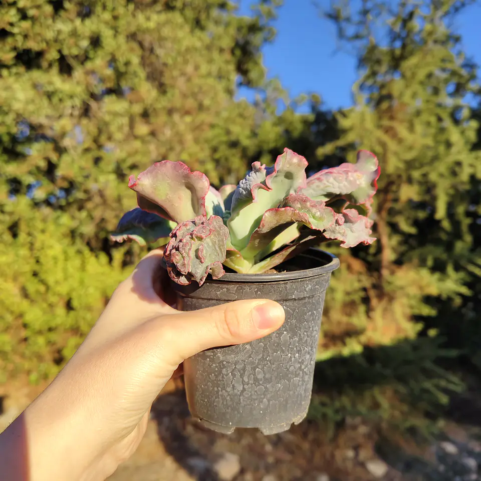 Echeveria Linguas 2