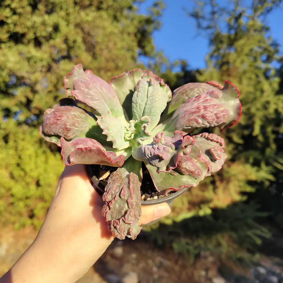 Echeveria Linguas 1