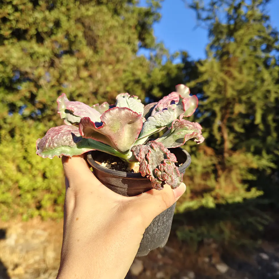 Echeveria Linguas 3