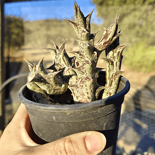 Caralluma Hesperidum