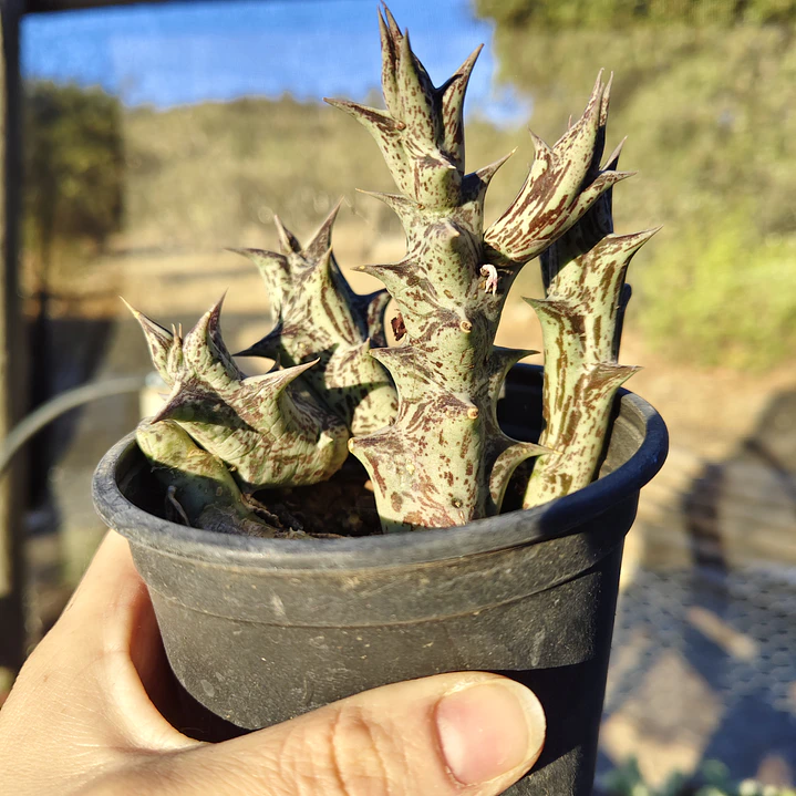 Caralluma Hesperidum 1