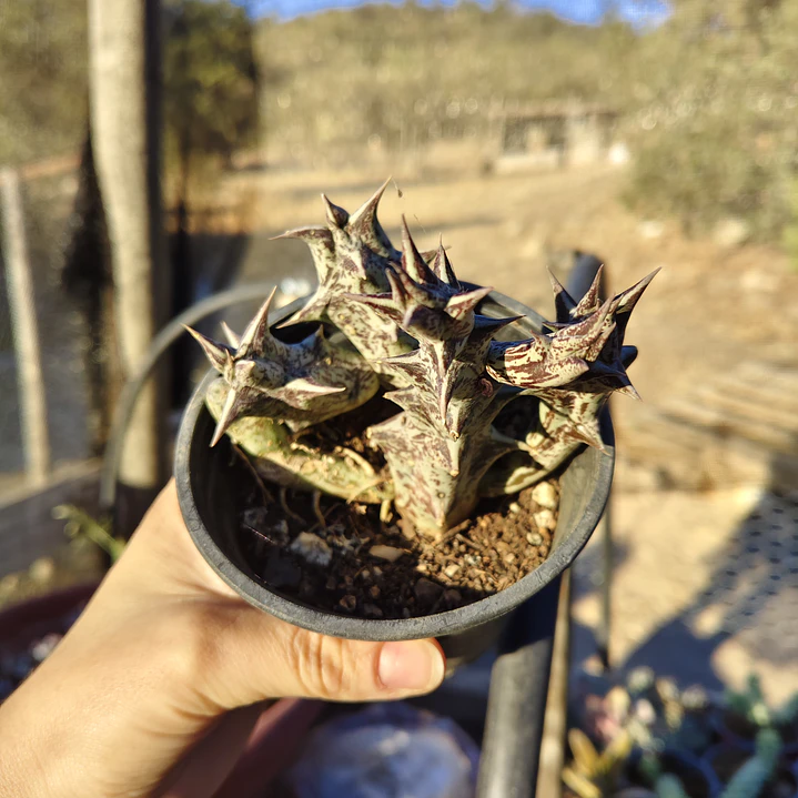 Caralluma Hesperidum 2