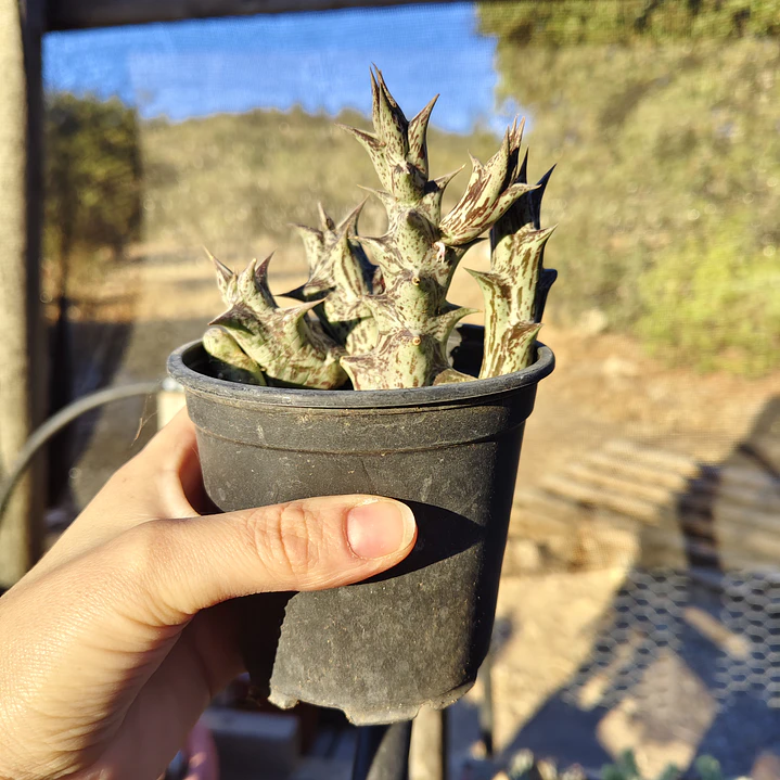 Caralluma Hesperidum 3