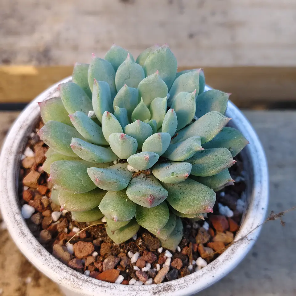 Echeveria 'Chrissy n Ryan' 1