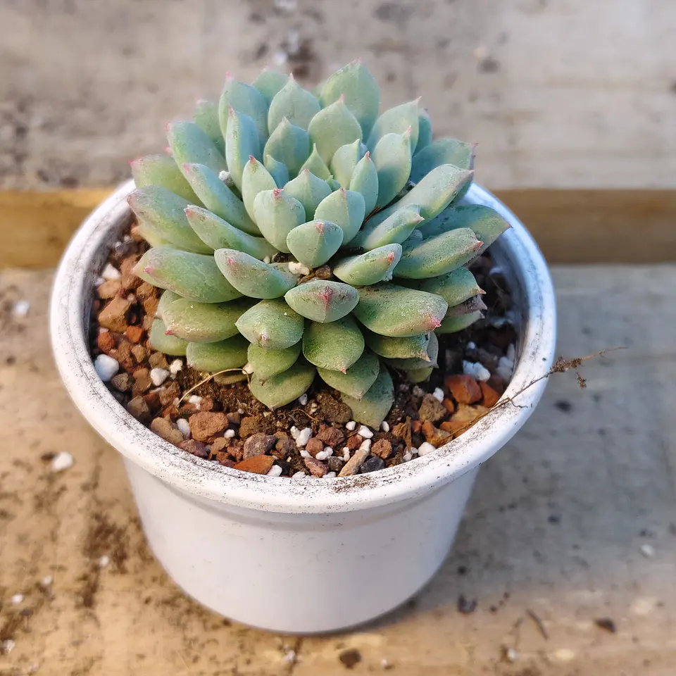 Echeveria 'Chrissy n Ryan' 3