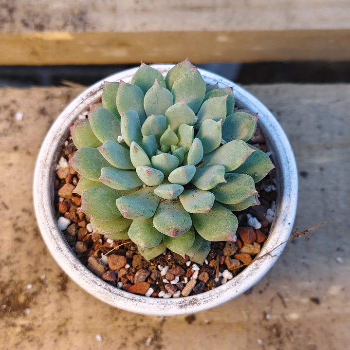 Echeveria 'Chrissy n Ryan' 2