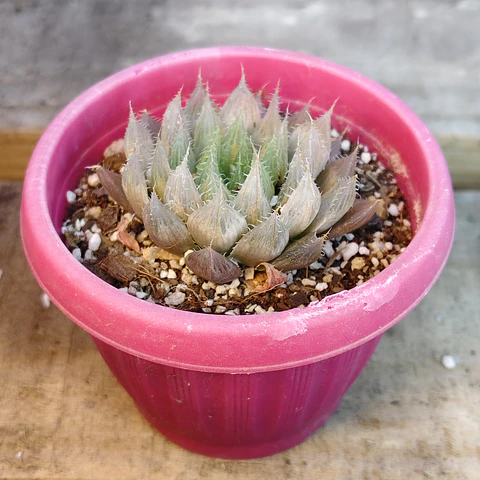 Haworthia Cooperi