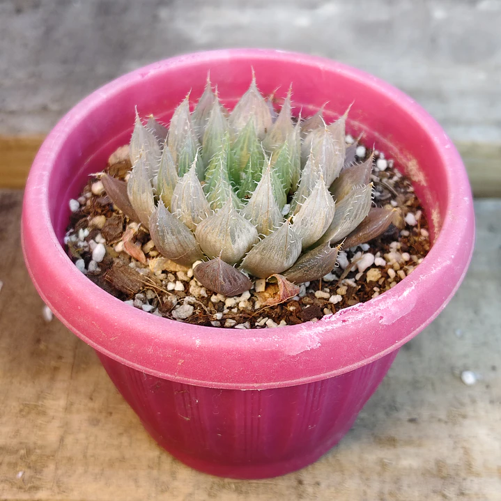 Haworthia Cooperi 1