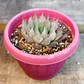 Haworthia Cooperi - Miniatura 1