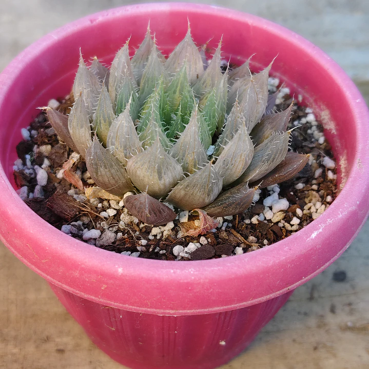 Haworthia Cooperi 2