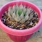 Haworthia Cooperi - Miniatura 2