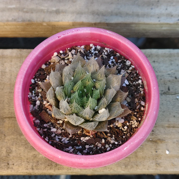 Haworthia Cooperi 4