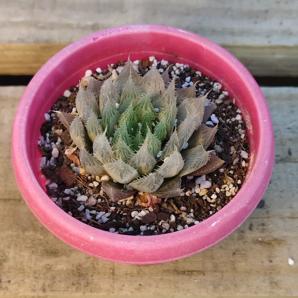 Haworthia Cooperi 3