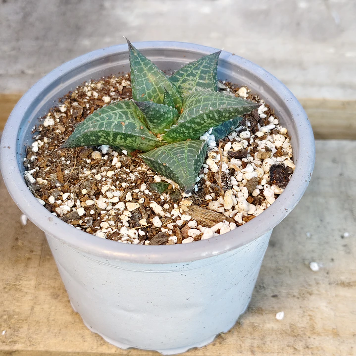 Haworthia  tessellata 3