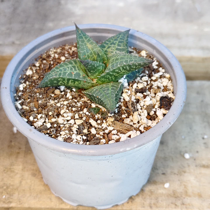 Haworthia  tessellata 1
