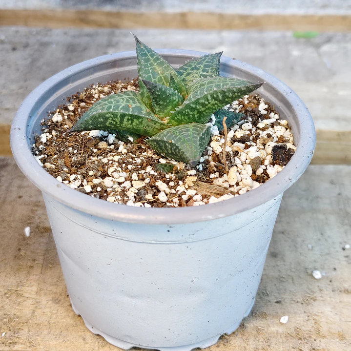 Haworthia  tessellata 2