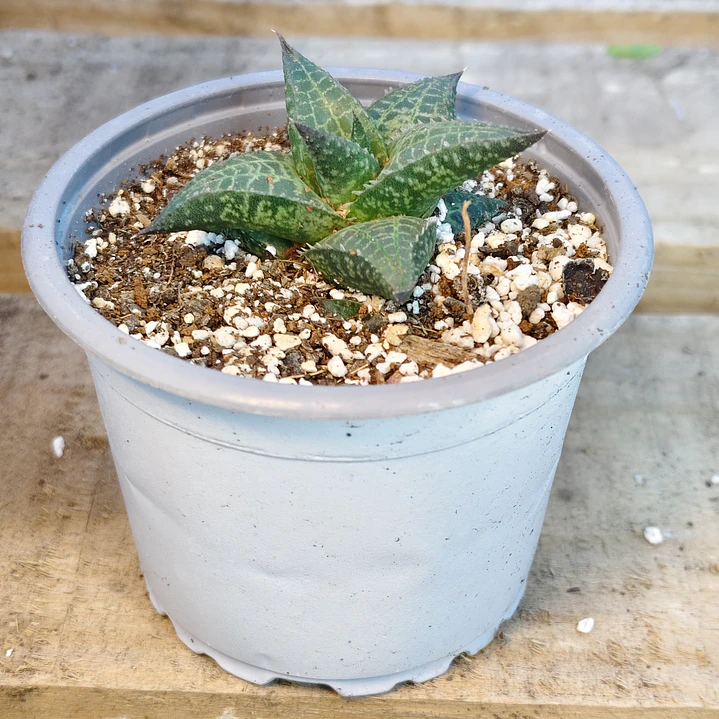 Haworthia  tessellata 4