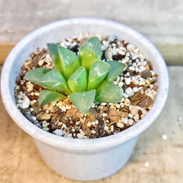 Haworthia Retusa 4