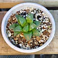 Haworthia Retusa - Miniatura 1