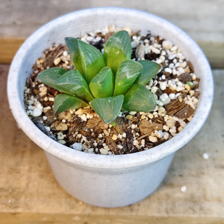 Haworthia Retusa 3