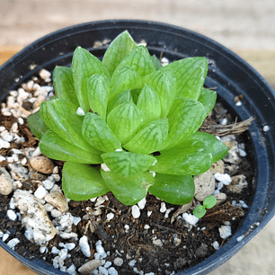 Haworthia Cymbiformis Var. Obtusa