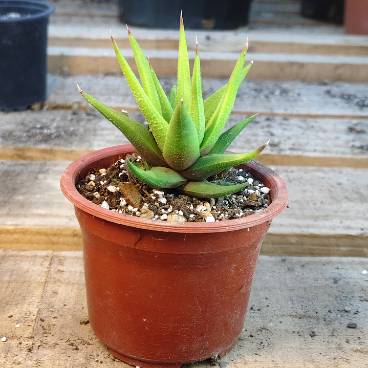 Haworthia Glabrata  1