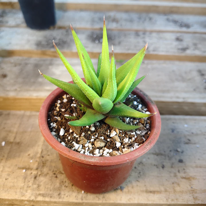 Haworthia Glabrata  4